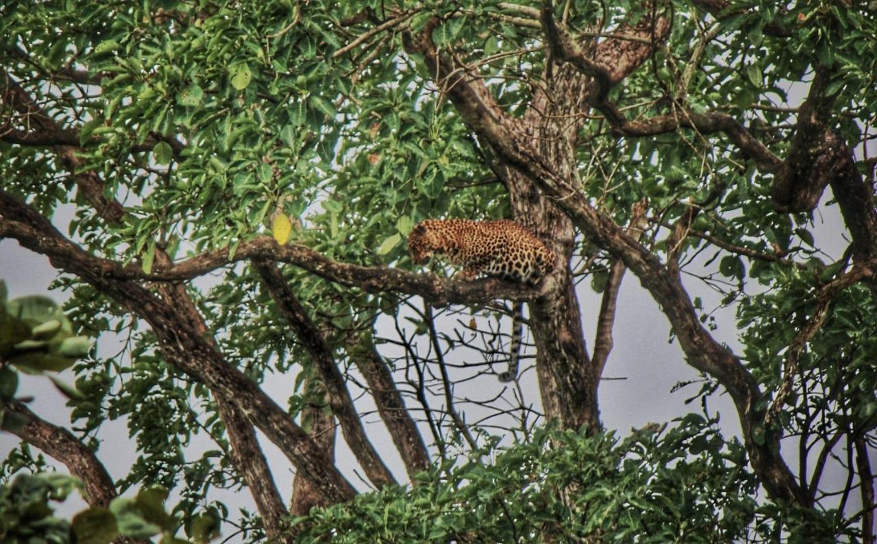 Vividearth Resorts Bandipur Ngoại thất bức ảnh