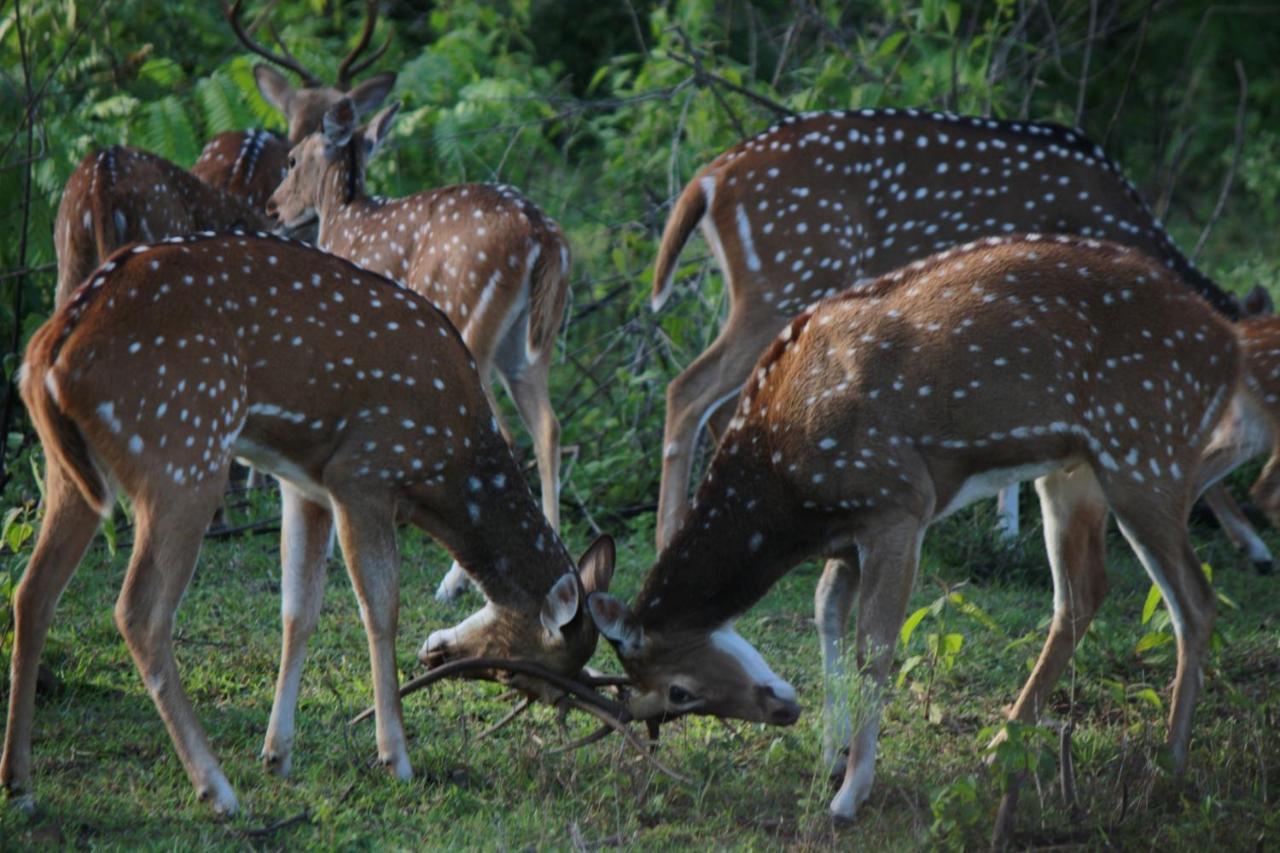 Vividearth Resorts Bandipur Ngoại thất bức ảnh